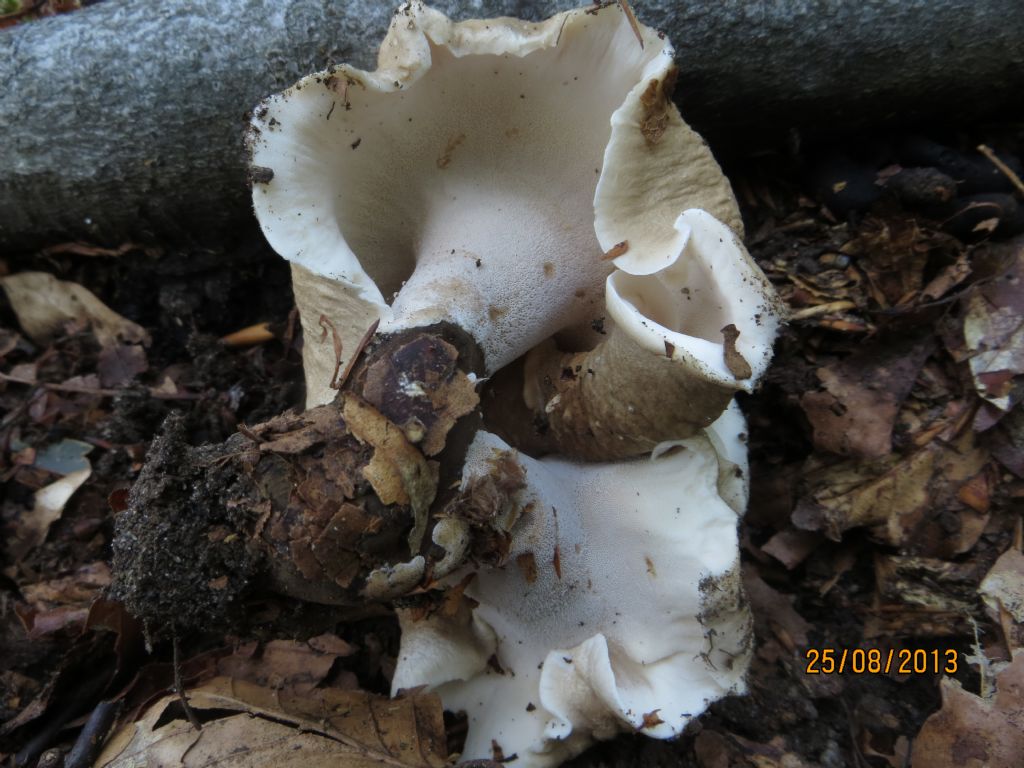 Polyporus sp